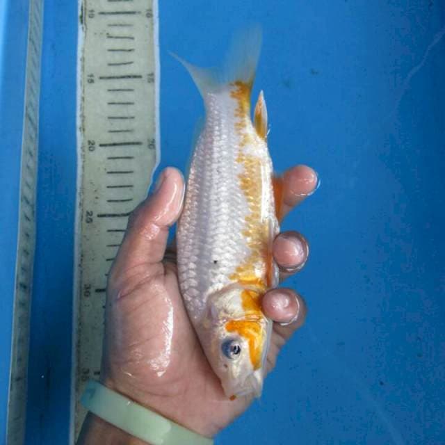 Hana18cm