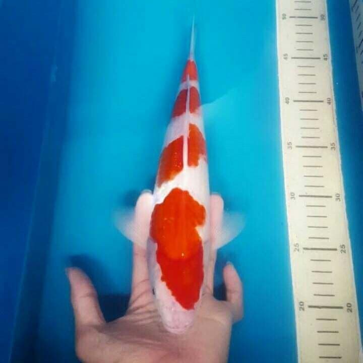 kohaku super 4step