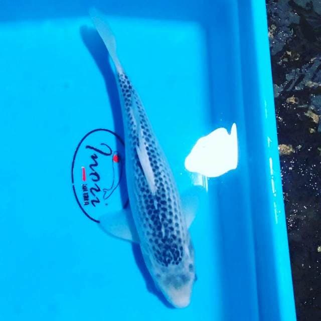 Ashagi 31 cm