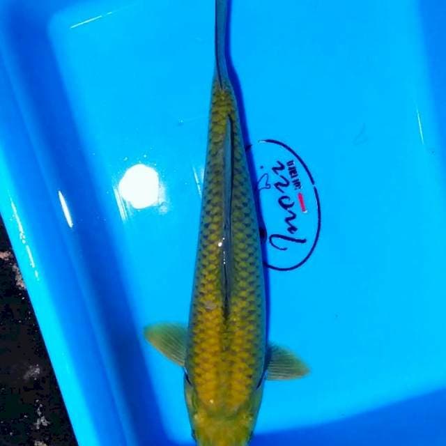 Chagoi 35cm male
