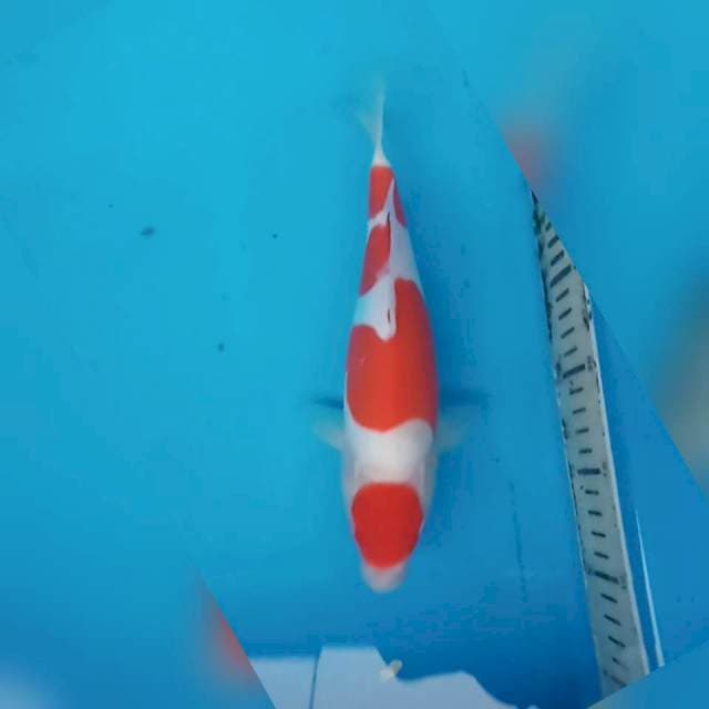 SQ.Red kuhaku doitsu