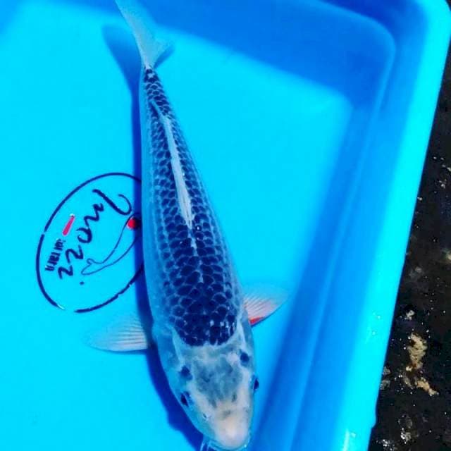 Asaghi 30cm male