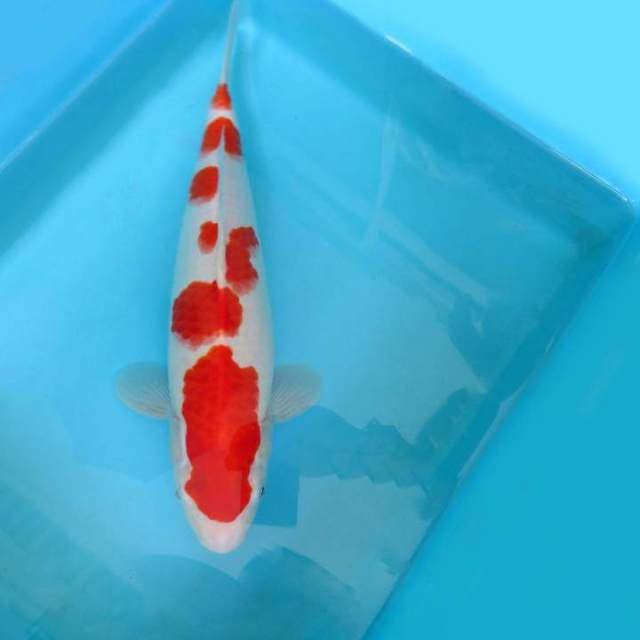 D. SAKURAZO KOHAKU