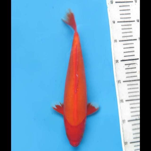 Aka Hajiro Doitsu Mulus - 32cm Tosai