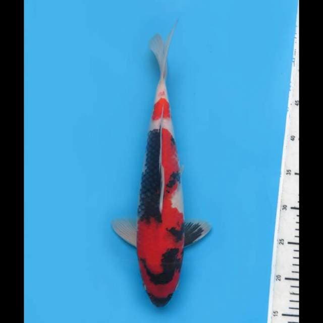 Red Showa - 37cm Tosai