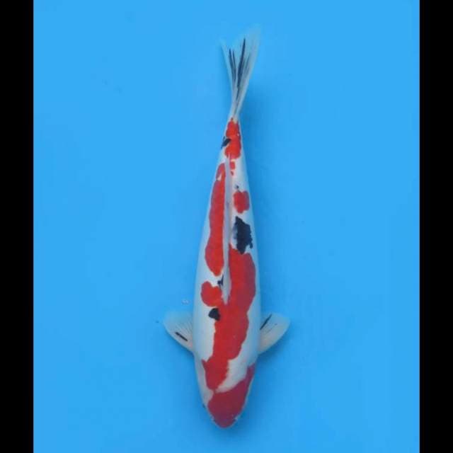 Red Sanke Doitsu Pola Asli - 34cm Tosai