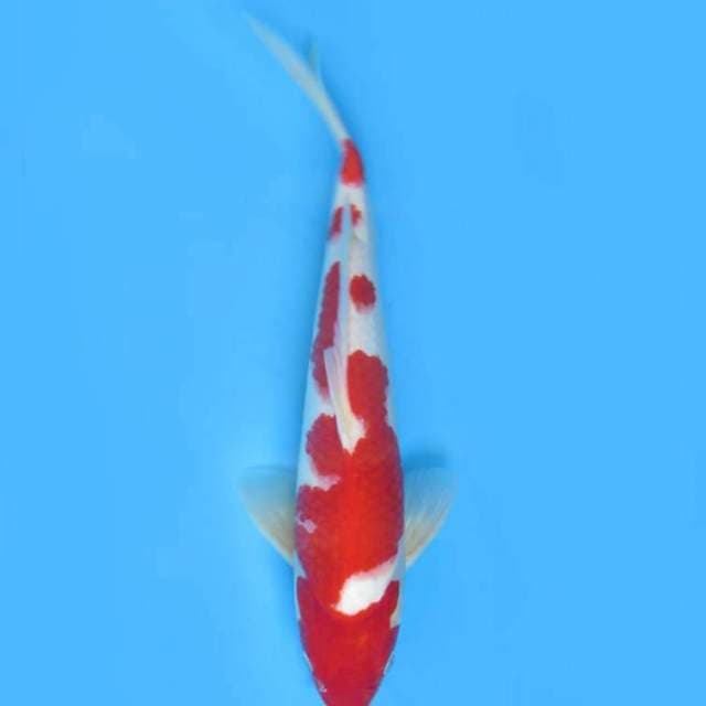 Kohaku merah darah 40 cm