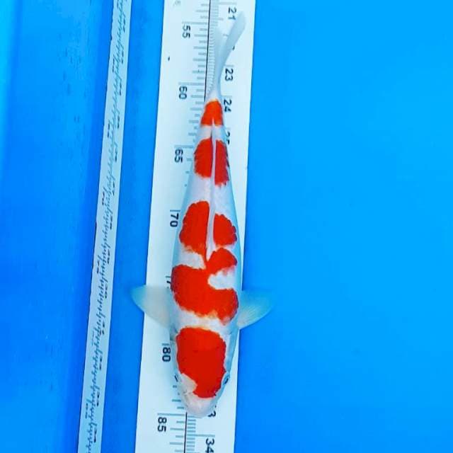 KOHAKU BODI SEMOK 30CM