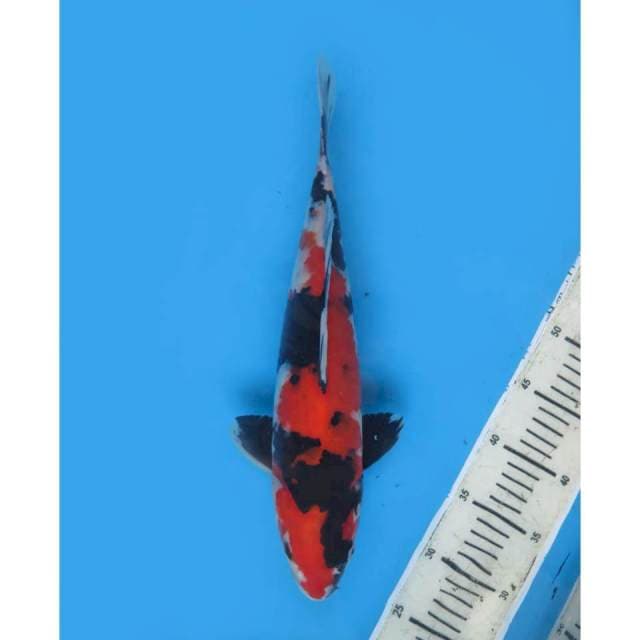Showa sanshoku halus 37cm