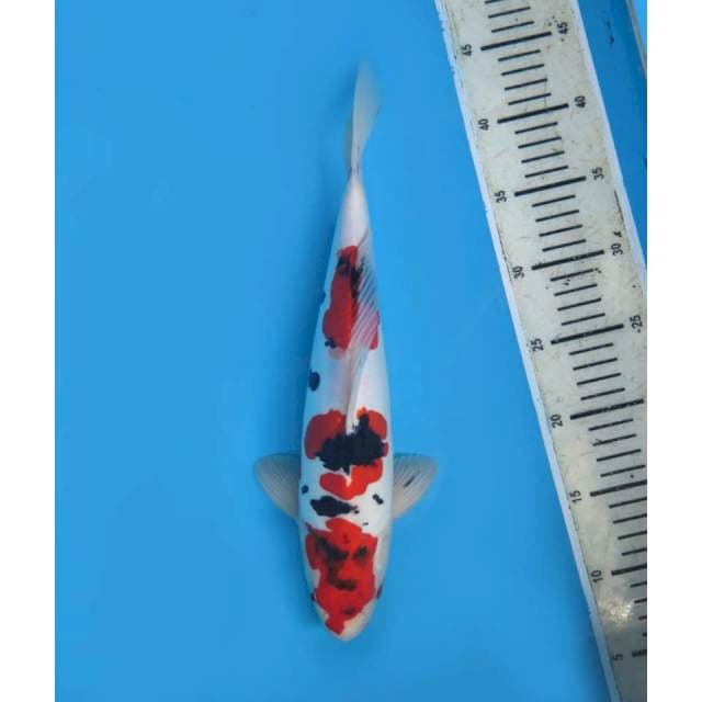 Showa doitsu tategoi 34cm