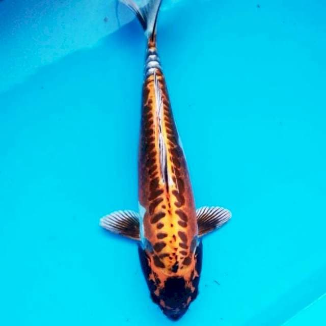 kiko