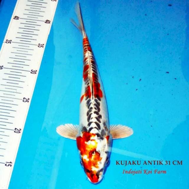 Kujaku antik 31cm