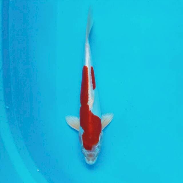 Kikushui*32cm