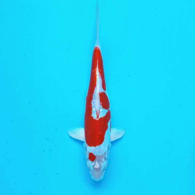 Kikushui*26cm