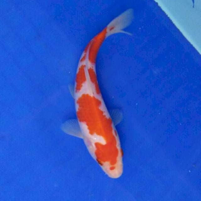 Sandan kohaku (ori) 17cm