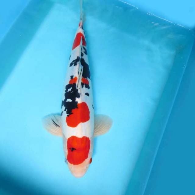 G. ASAHI SHINTO ~TAISHO SANKE DOITSU