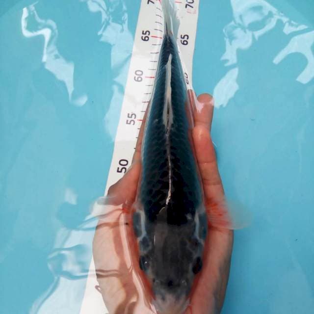 asagi 25cm