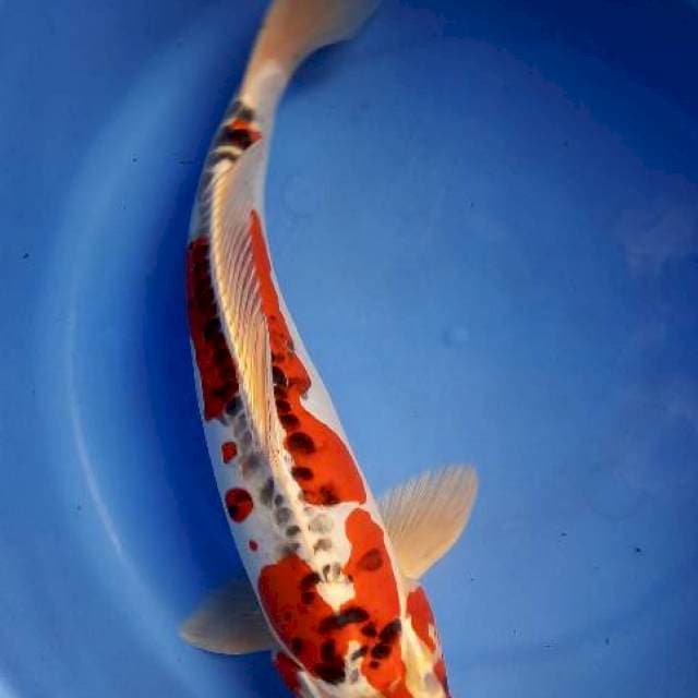 Kiko