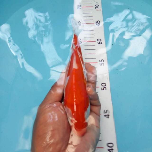 kohaku doit .17cm