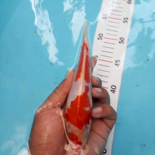 kohaku doit 15cm