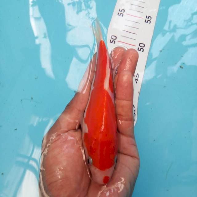 kohaku doit 15cm
