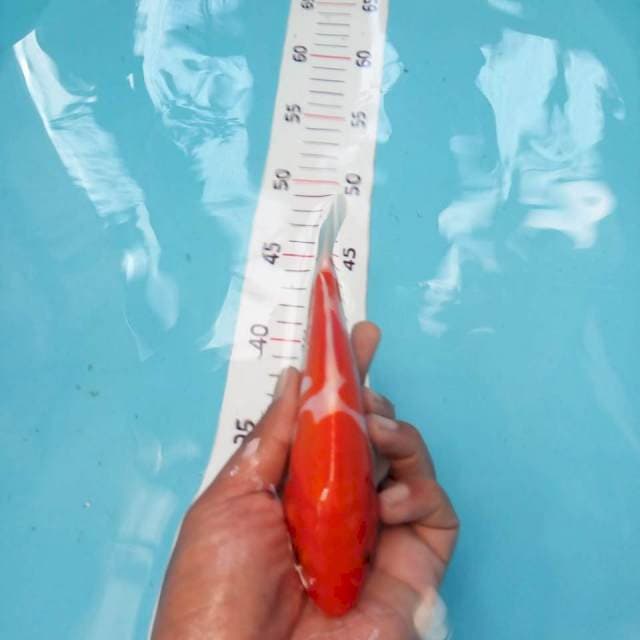 kohaku doit 14cm