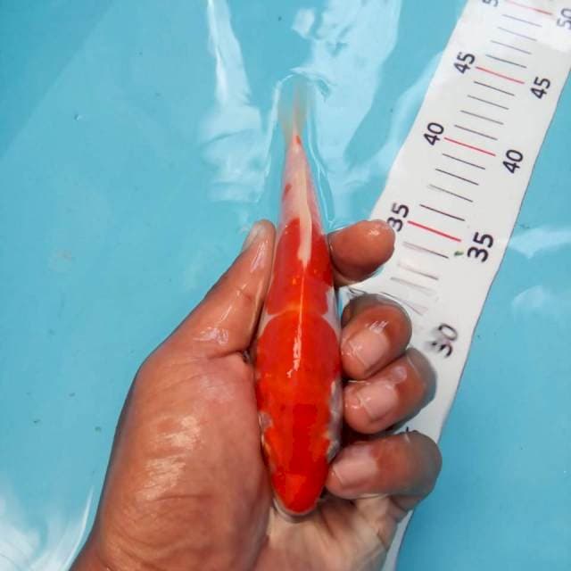 kohaku doit. 14cm