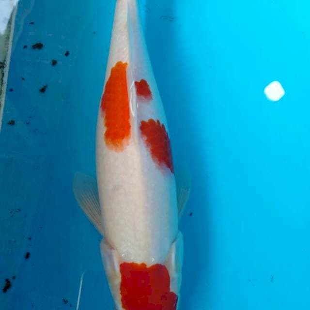 Maruten kohaku