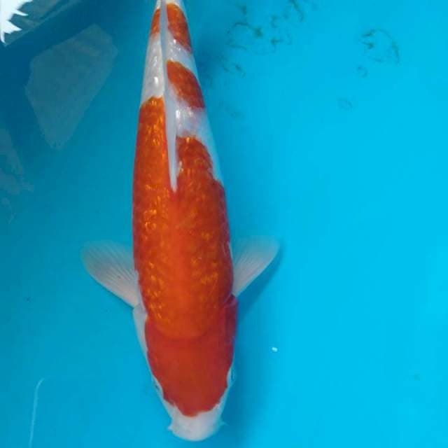Kohaku gindrin