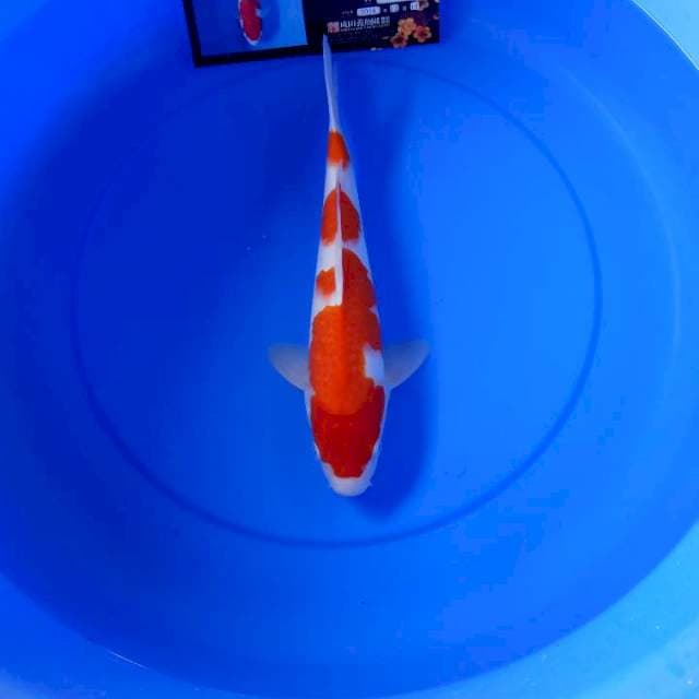 Kohaku import sakai