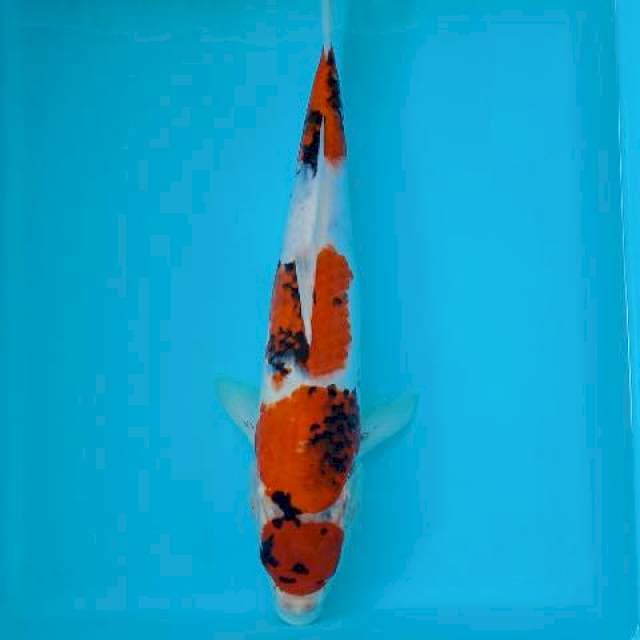 SHOWA MARUTEN 34 CM