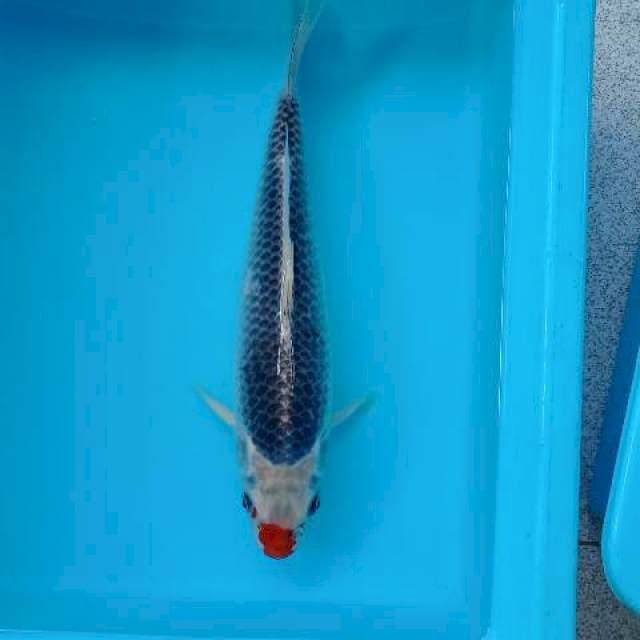 KUJAKU 35 CM