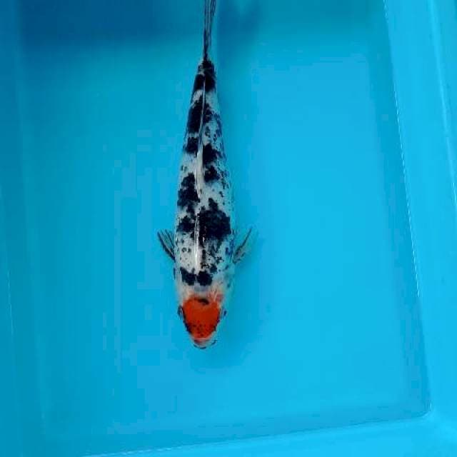 TANCHO SHOWA 30 CM