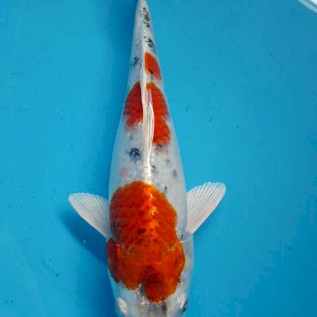 Antikan sanke hikari