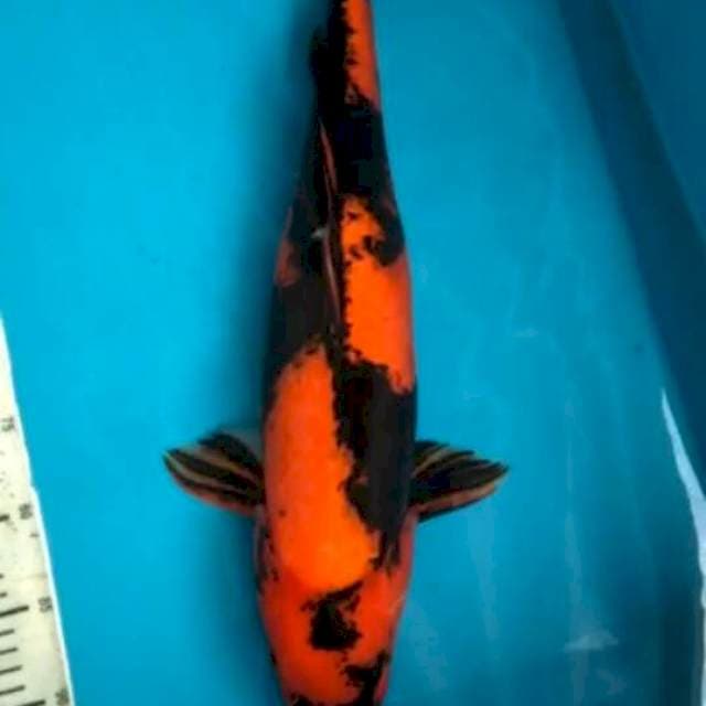 Utsuri Female, 51cm