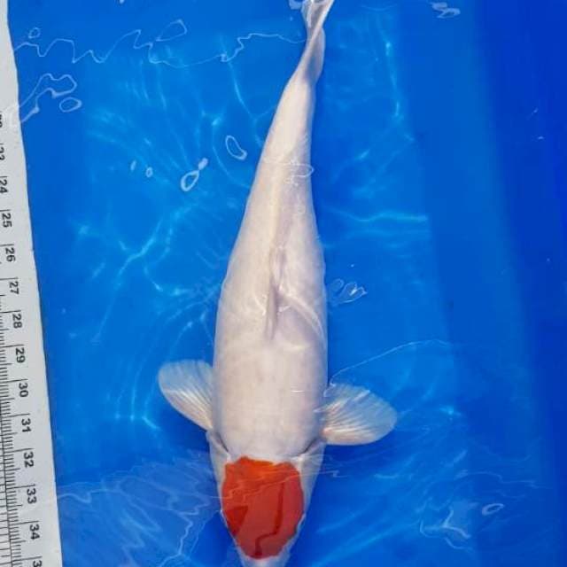 TANCO KOHAKU