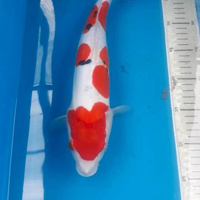 Sanke Doitsu 38 cm