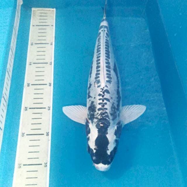 Kabuto 38 cm