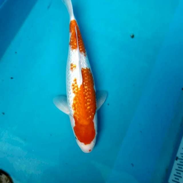 Kohaku full gindrin
