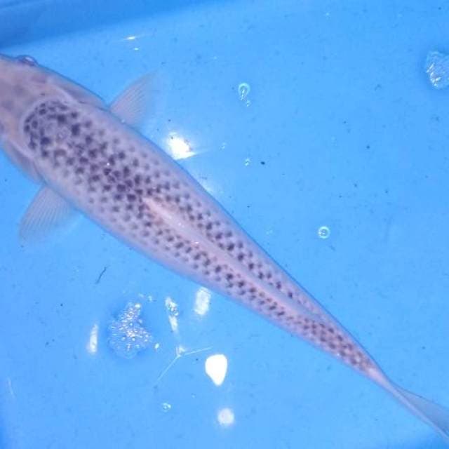 Asagi 32cm