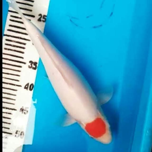 36 cm tancho kohaku bulky maknyuss