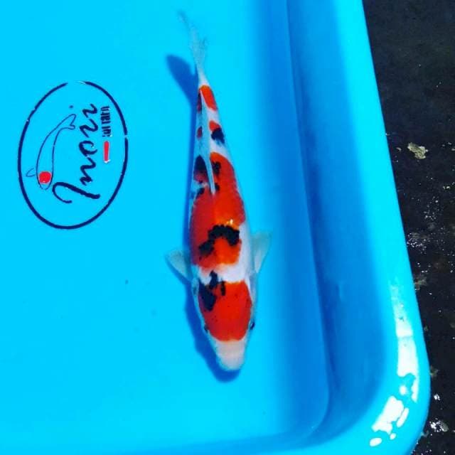 Sanke 21cm