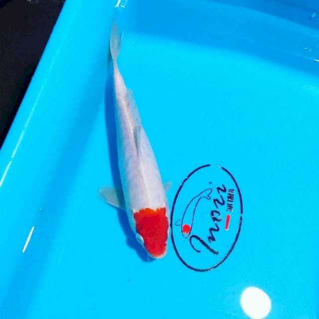 Tacho sirip besar sebelah 23cm