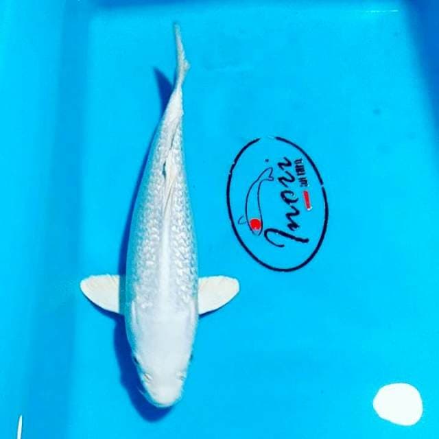 Platinum gindrin 24cm