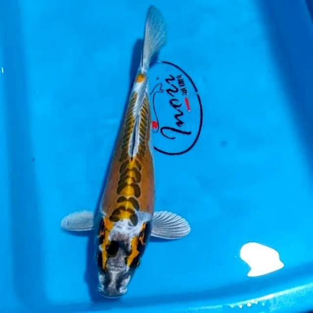 Kiko 26cm