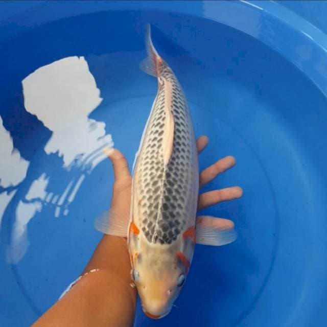 Asagi 45 cm