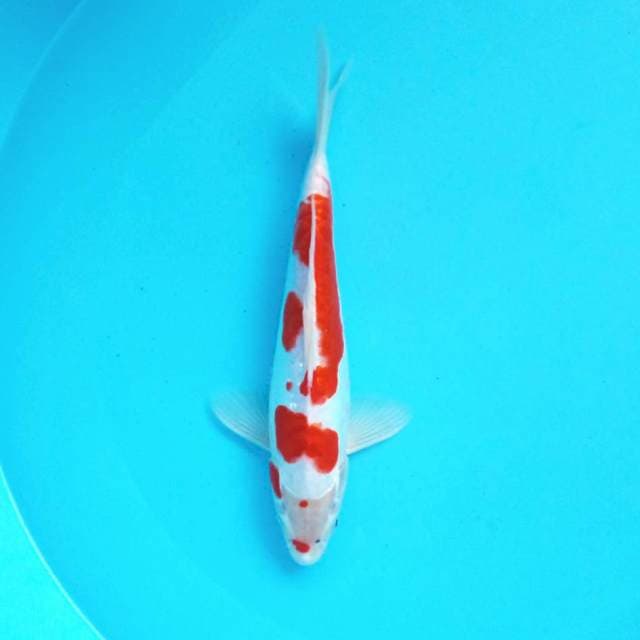 D. Doitsu Kohaku #28cm