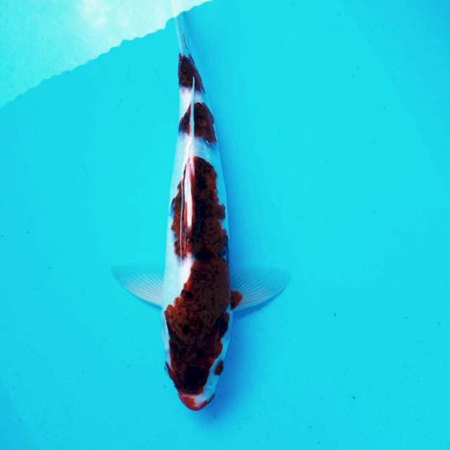 E. Goromo #37cm
