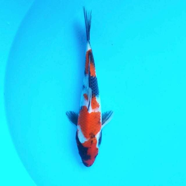 G. Showa #27cm