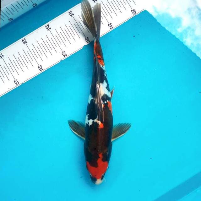 H. Doitsu Maruten Showa #31cm